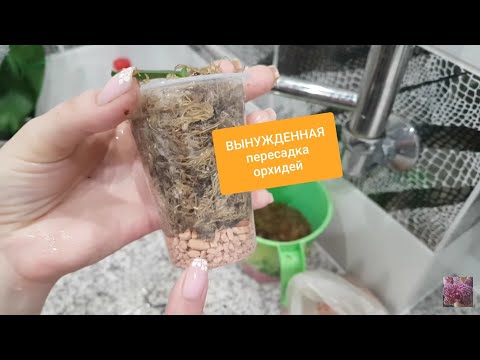 Видео: ВЫНУЖДЕННАЯ пересадка орхидей.Почему теряется ТУРГОР у орхидей?Agrees для орхидей- первые результаты