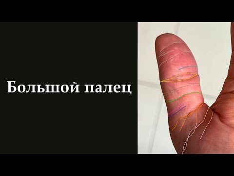 Видео: Большой палец #хиромантия