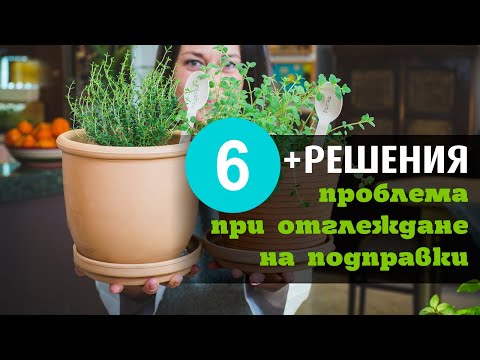 Видео: 6 проблема при отглеждане на подправки (+РЕШЕНИЯ)