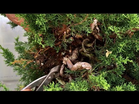 Видео: Как весело! ! Бонсай Синхаку, форма которого меняется до и после обрезки