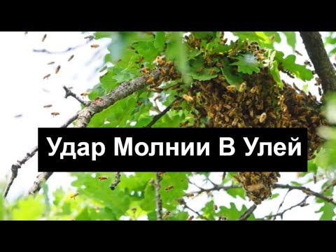 Видео: №80 Удар Молнии в Улей. Обмен Опытом. Пчеловодство. Пасека.