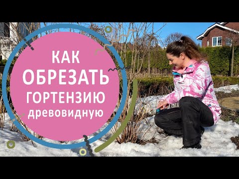 Видео: Как обрезать гортензию древовидную