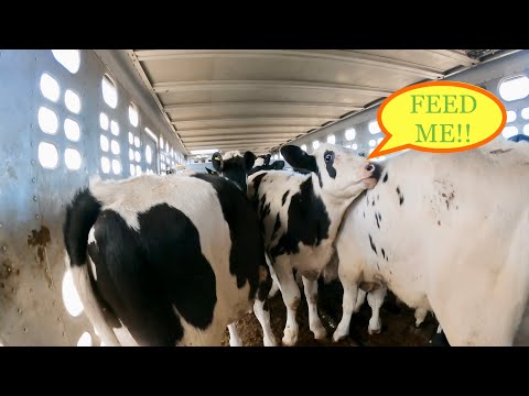 Видео: Упрямые коровы | Разгрузка скота голштинской породы