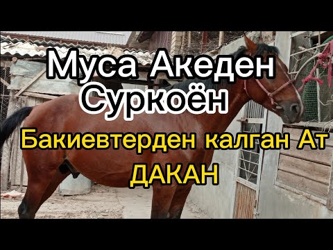 Видео: Ноокен Муса Акадан 2 Ат Сүр Коён менен Дакан