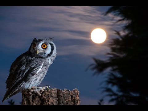 Видео: Вэй у вэй - "Неискушённо мудрые или говорила сова кролику."