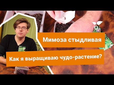 Видео: Мимоза стыдливая: выращиваем правильно