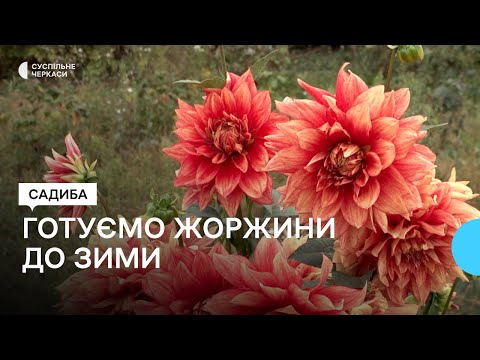 Видео: Як правильно викопувати та зберігати бульби жоржини