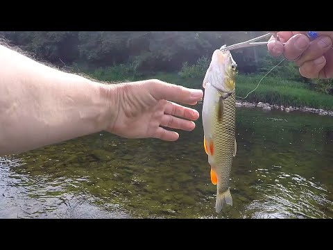 Видео: РІЧКОВА РИБОЛОВЛЯ. ПОШУК ГОЛОВНЯ. 🐟🐟🐟