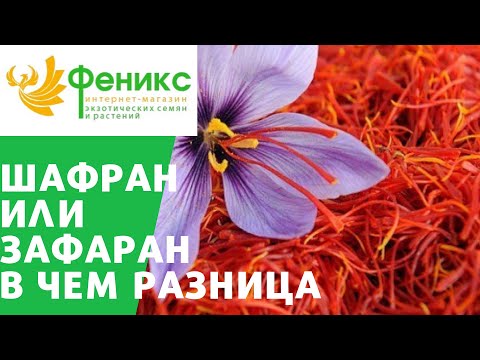 Видео: Шафран или Зафаран - в чем разница?