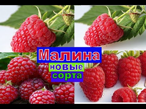 Видео: МАЛИНА  ВЕЛИКОЛЕПИЕ СОРТОВ  ЭЛИТНЫЕ СОРТА