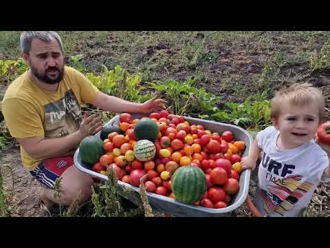 Видео: урожай помидор 🍅 🍅 🍅! сколько собрали?