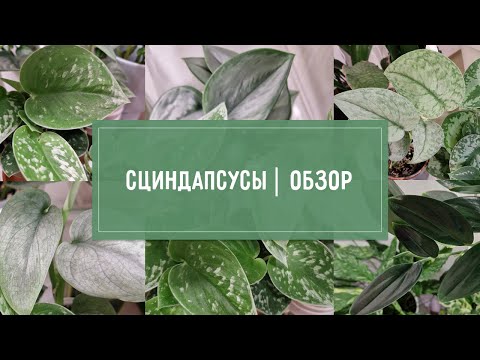 Видео: Обзор СЦИНДАПСУСОВ