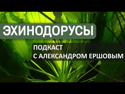 Видео: Такие разные Эхинодорусы. Подкаст с Александром Ершовым