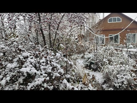 Видео: Мой любимый сад 2.11.25 Тюмень