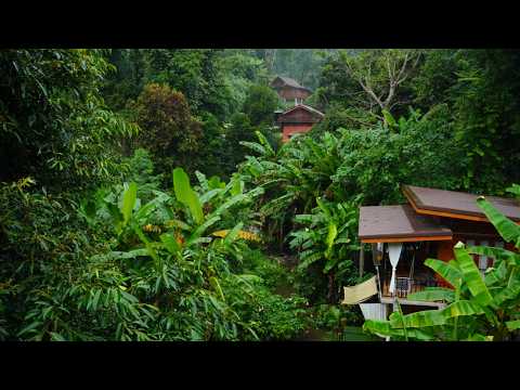 Видео: Жизнь в тропическом лесу чайных фермеров в Таиланде ⎹ Тайская домашняя кухня ⎹ Па Мианг