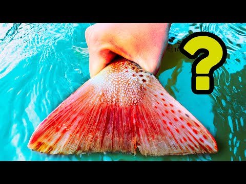 Видео: ХВАНАХ НАЙ-КРАСИВАТА РИБА в България!?!