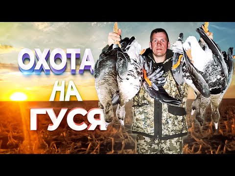 Видео: Охота на гуся 2021.ЭТО ВПЕРВЫЕ ЗА 30 ЛЕТ ОХОТЫ!