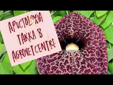 Видео: Обзор поставки из Нидерландов в АгроВетЦентр города Махачкалы