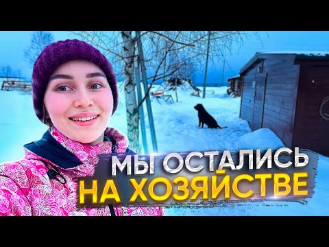 Видео: Про рекламу на Ютубе и мясных бычков! Между работой пообщаемся с вами! | Молодая Ферма