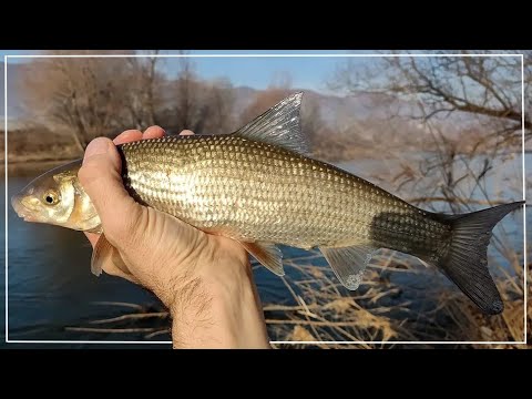 Видео: Скобари преди стъмване. Риболов на р. Струма на хляб