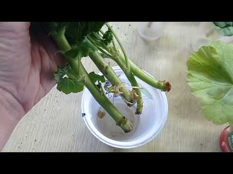 Видео: укоренение пеларгонии в воде, плюсы и минусы. обзор укореняшек на 01.04.2023 г.