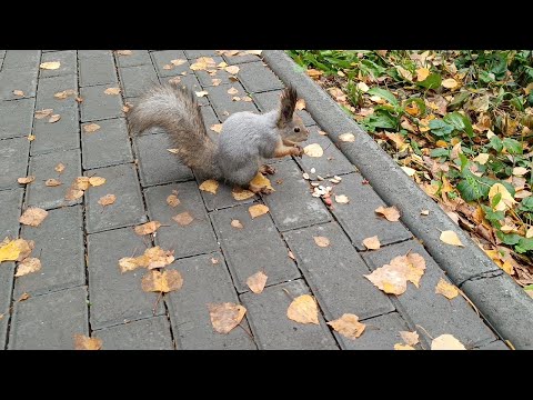 Видео: У природы нет плохой погоды