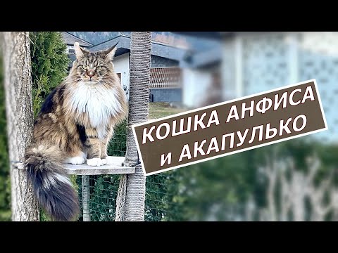 Видео: Кот Арчи, кошка Анфиса и Акапулько
