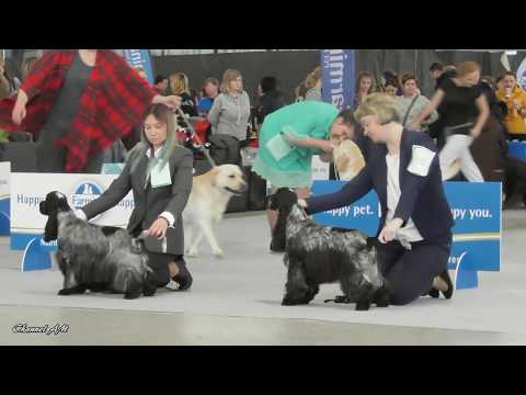 Видео: 2019 Выставка собак XXV ЧЕМПИОНАТ СПАНИЕЛЬ КЛУБА часть-1