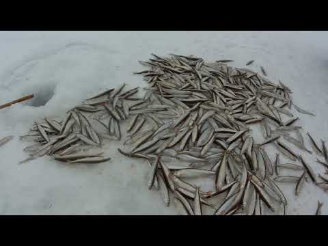 Видео: 8 Марта за Корюшкой в Де-Кастри