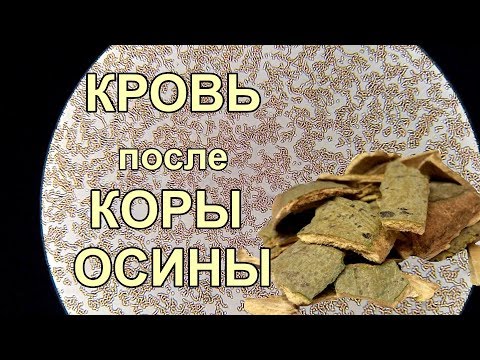 Видео: Кровь после коры осины. Работает