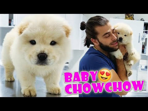 Видео: МЕДВЕЖОНОК! 😍 Самый милый щенок чау-чау! #TheVet