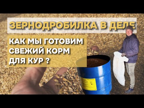 Видео: Как мы готовим свежий корм для кур? Зернодробилка в деле!
