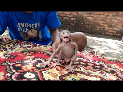 Видео: ПОЧЕМУ КОРОЛЕВА ОБЕЗЬЯН ВСЕГДА КРИЧИТ?