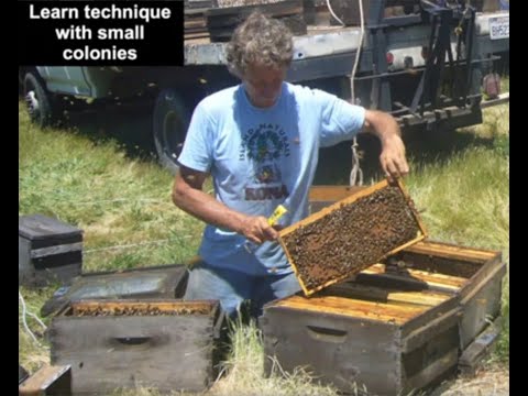 Видео: Советы по обращению с пчелами от Рэнди Оливера