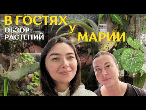 Видео: обзор РАСТЕНИЙ  у МАРИИ | суккуленты, ДЕКОРАТИВНО-ЛИСТВЕННЫЕ растения и ТЕРРАРИУМЫ с ящерками 🦎