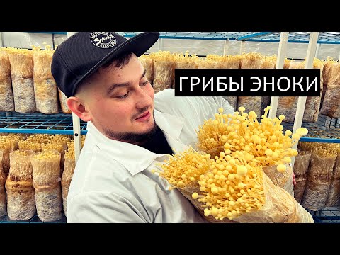 Видео: ВЫРАЩИВАНИЕ РЕДКИХ ГРИБОВ - ГРИБЫ ЭНОКИ ТАКЕ - БИЗНЕС НА ГРИБАХ!