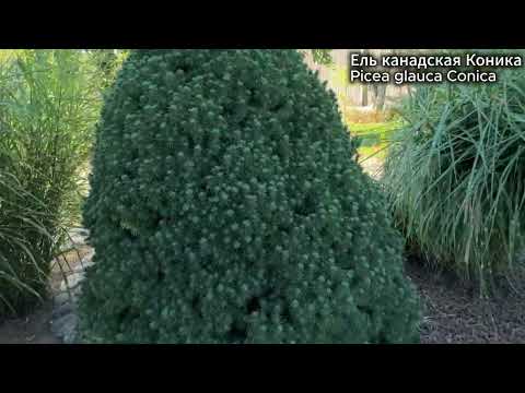 Видео: Красивый сад в солнечный день, сентябрь 2025 г. (ремикс)