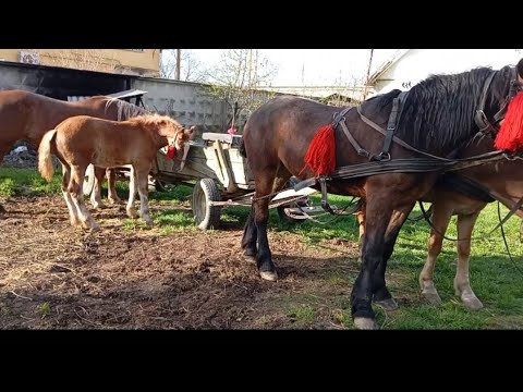 Видео: Великий вибір коней на продаж ❤️‍🔥💣👍💪Коні Ваговози 👌💰⛓️🐴🔥🔥🔥