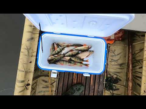 Видео: ОСЕННЯЯ РЫБАЛКА СЕТЯМИ