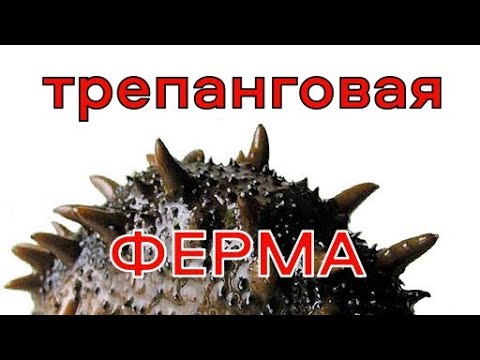 Видео: Трепанговая ферма в КНДР