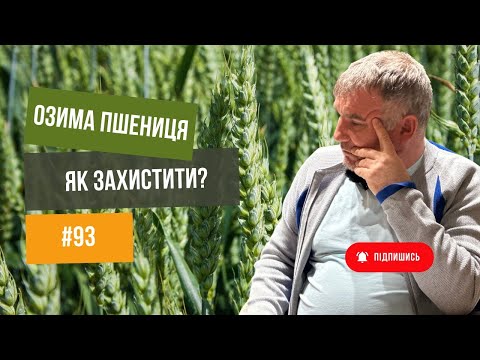 Видео: #93 Вирощуємо озиму пшеницю коректно  💯