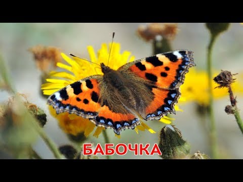 Видео: Учим названия насекомых.
