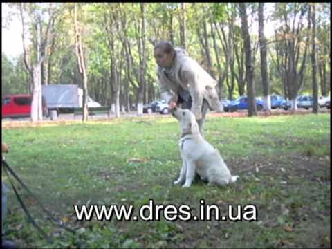 Видео: Если щенок любит всех? Что делать?