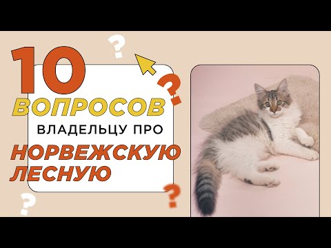 Видео: 10 вопросов про норвежского лесного кота: описание породы, характер и стоимость