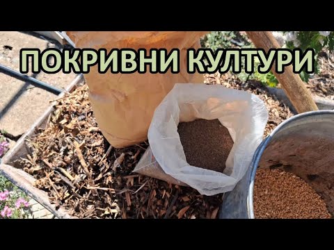 Видео: Да не оставяме земята гола - сеем ПОКРИВНИ КУЛТУРИ / Градина без копане /Tony's permaculture garden