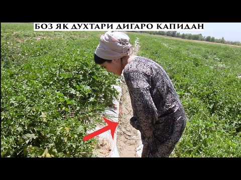 Видео: Ана дузди Замонави Нигох кунед дар кучош бачо мекна 😱Ганчина дзди кад Вор Vor