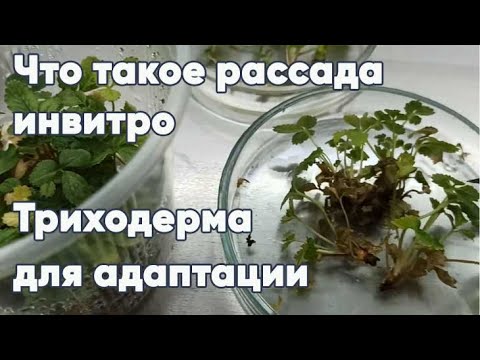 Видео: Что такое рассада инвитро, в чем преимущество микроклонального размножения. Триходерма для адаптации