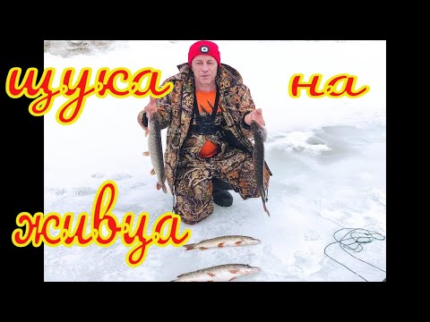 Видео: Щука на флажки 30 03 2022. Ловля щуки на жерлицы,