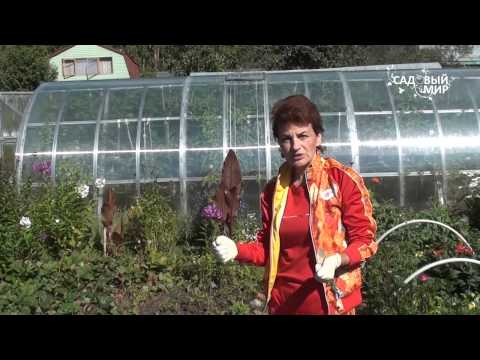 Видео: Земляничный клещ. Защита. Сайт "Садовый мир"