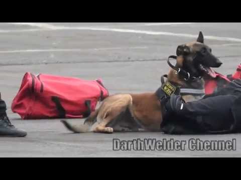 Видео: Кинологи,  служебные собаки k9 /Cпецназ. Интерполитех 2015 в Красноармейске dog handlers.